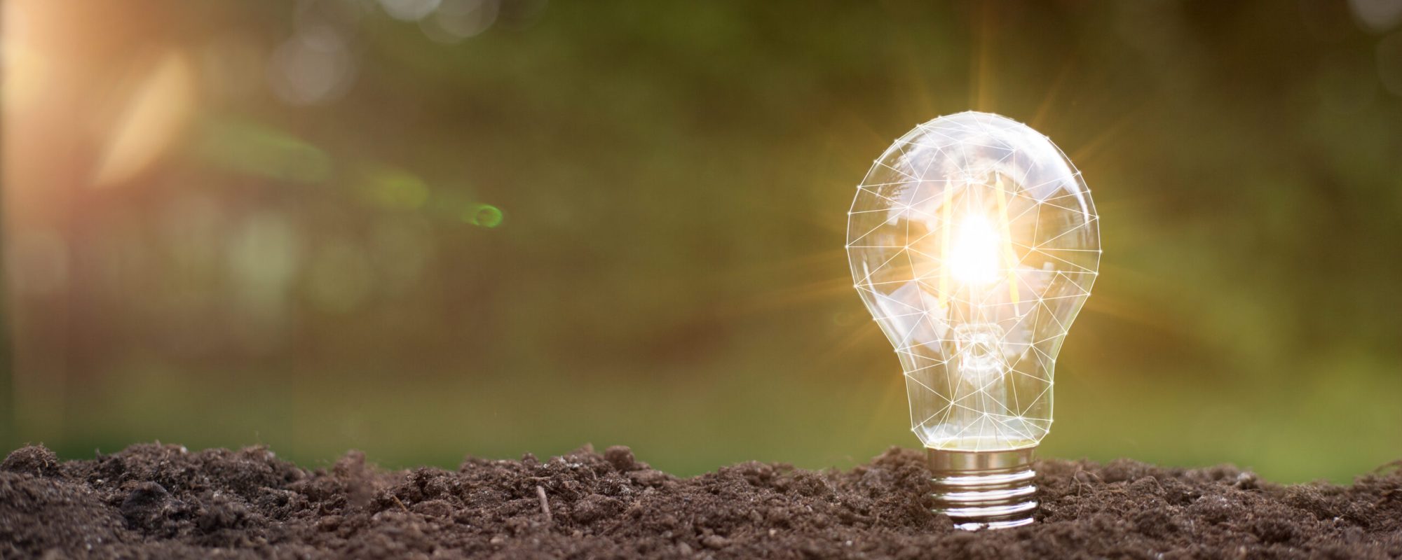 lightbulb with small plant on soil and sunshine. concept saving lightbulb tree with sunlight on soil. concept save world and energy power