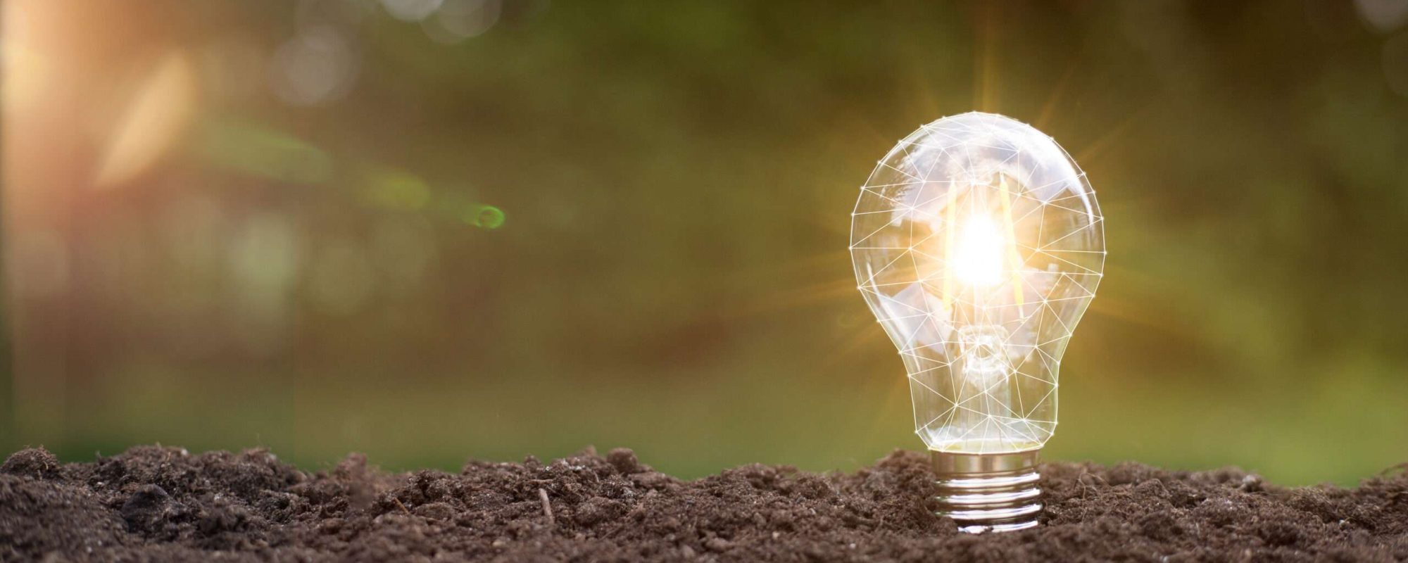lightbulb tree with sunlight on soil. concept save world and energy power